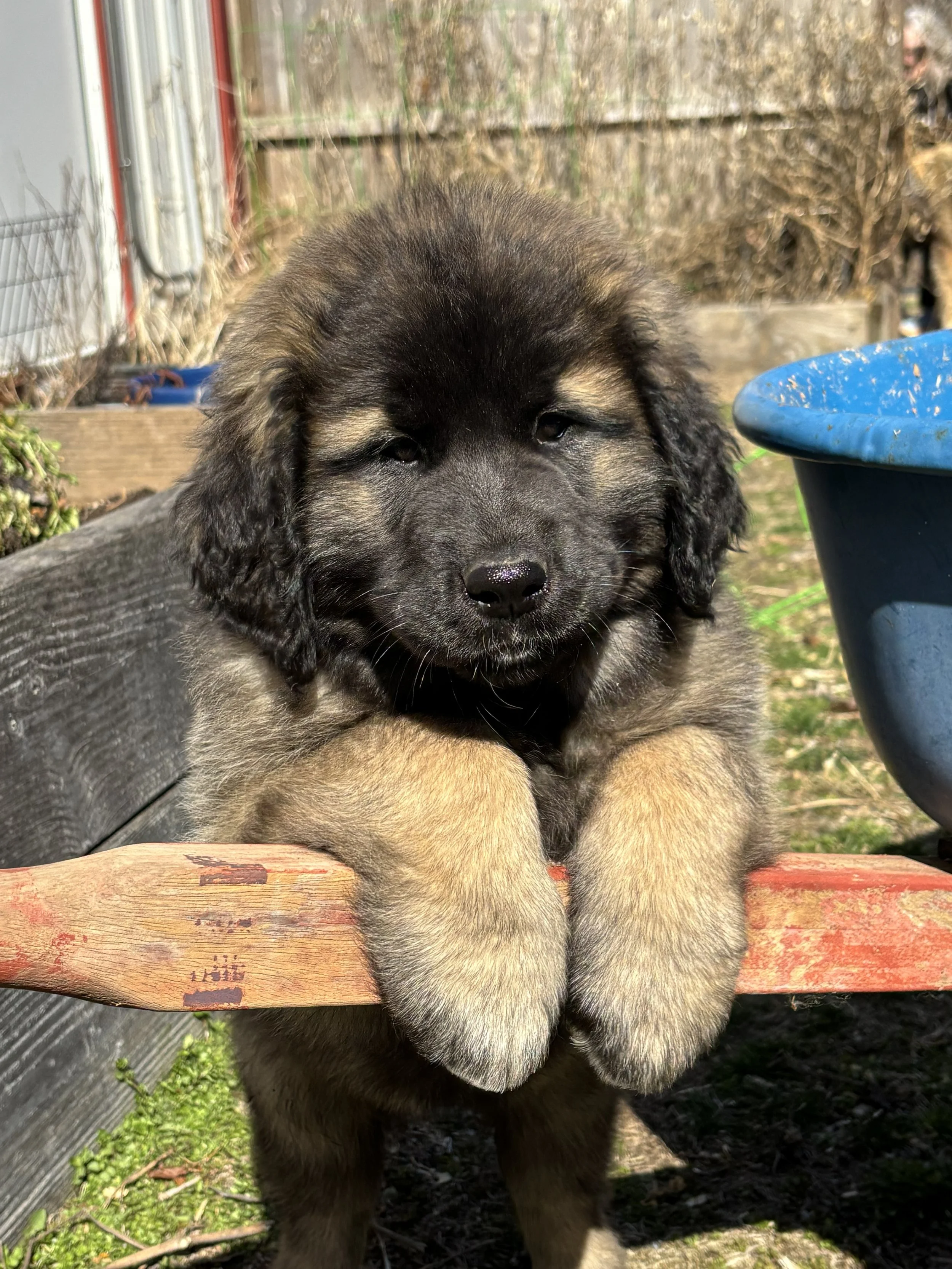 10.5 wks