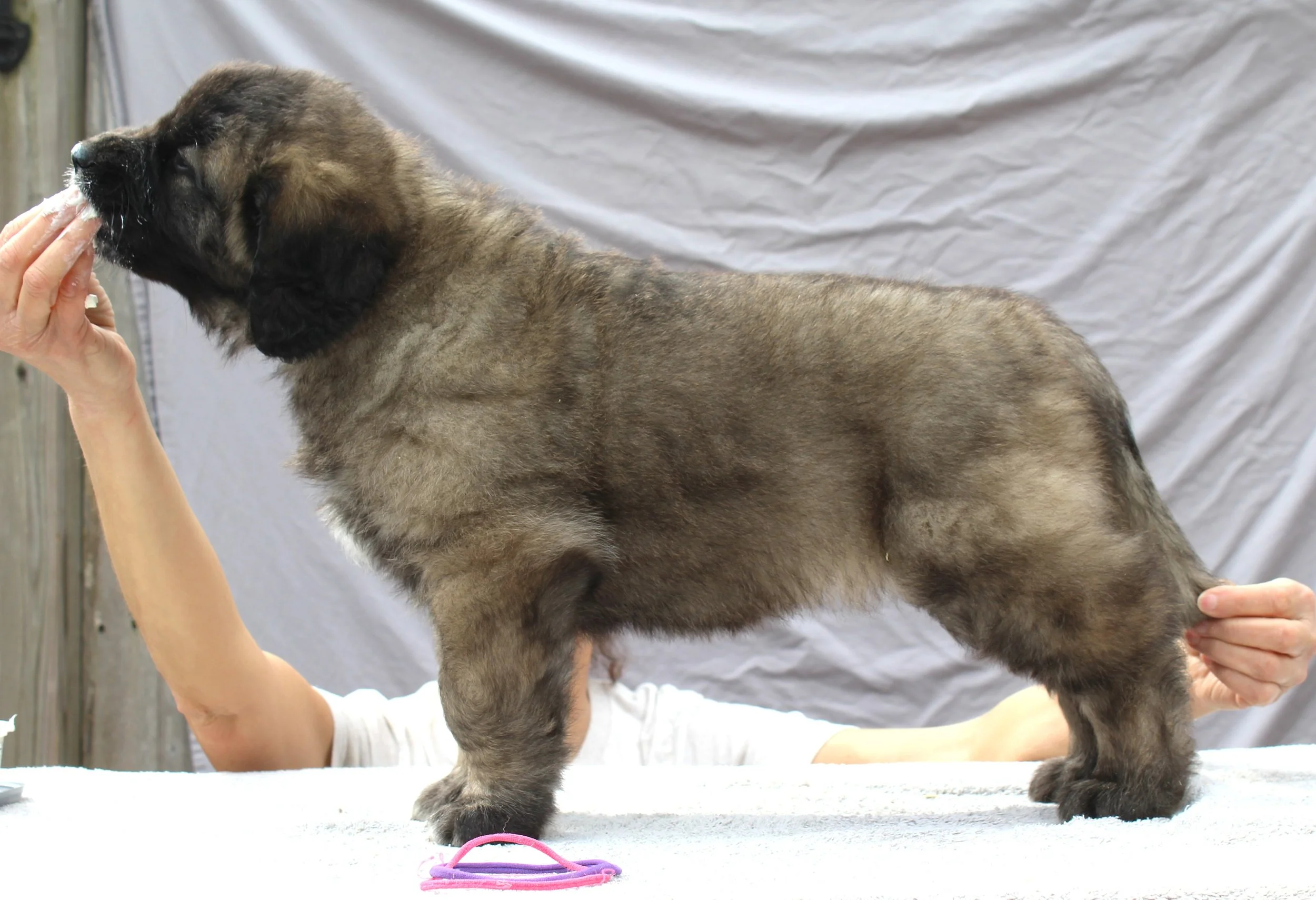 7 wks