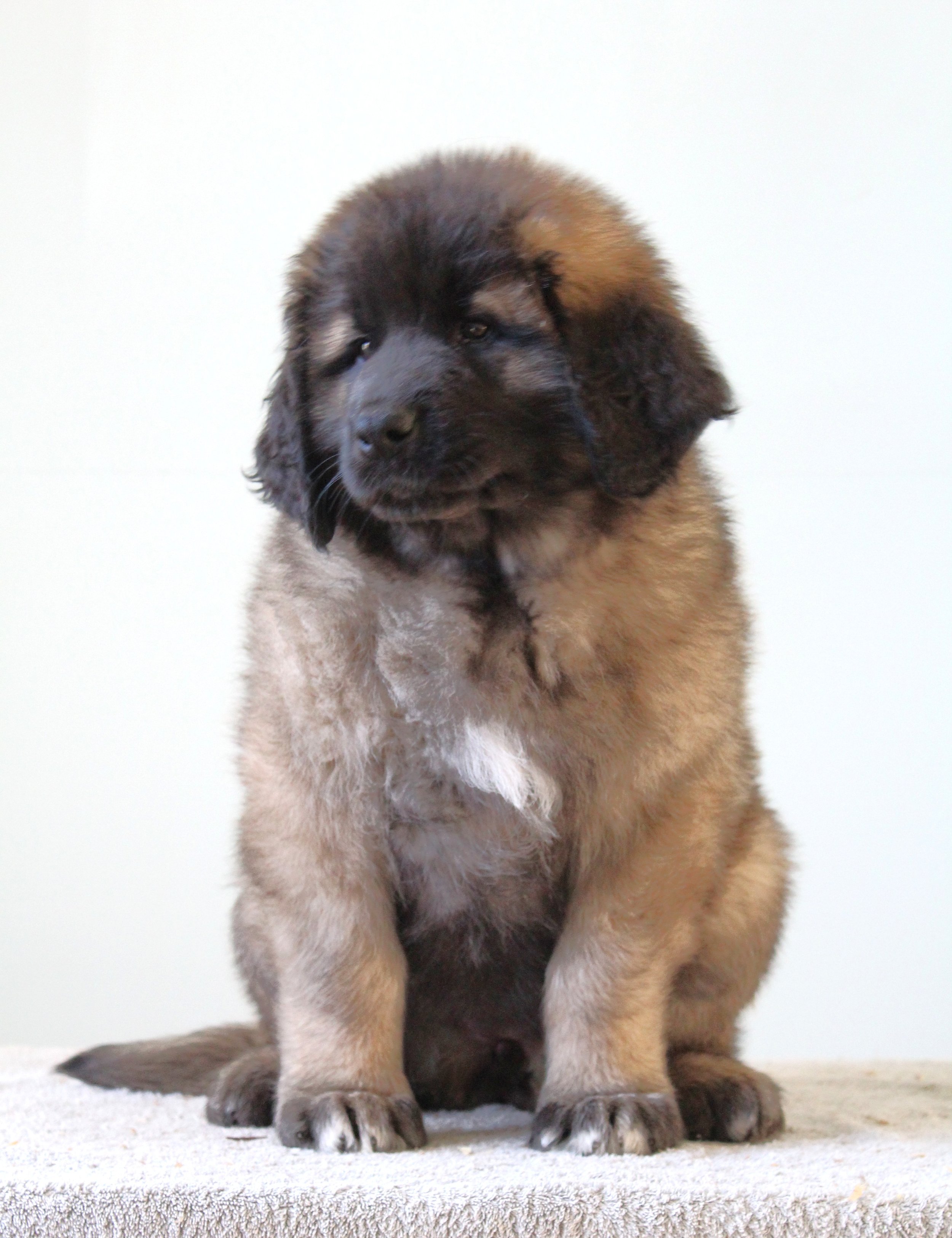 10 wks