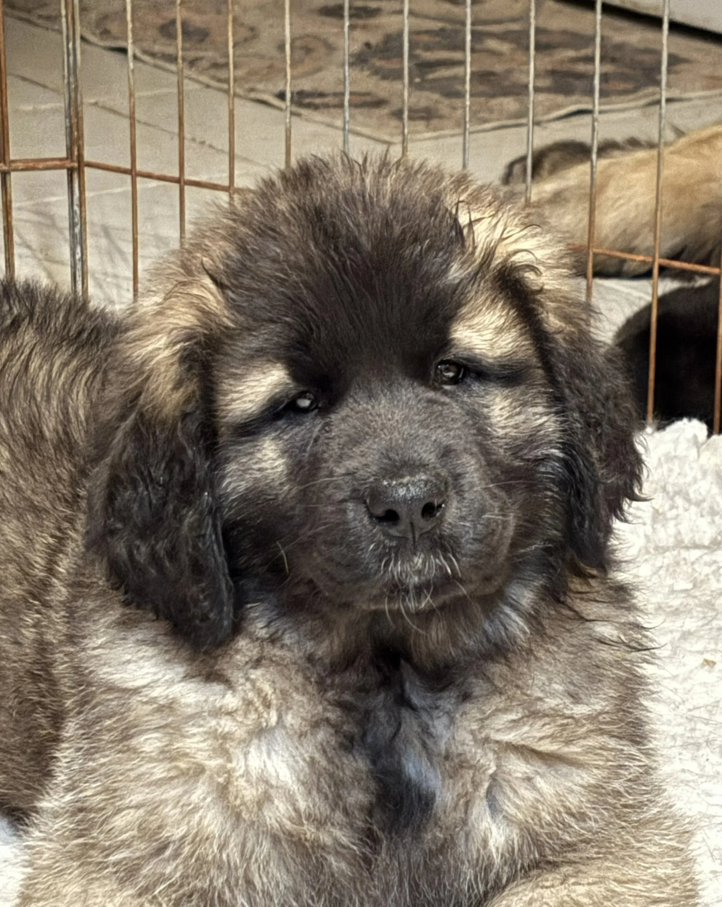 10 wks head.jpg