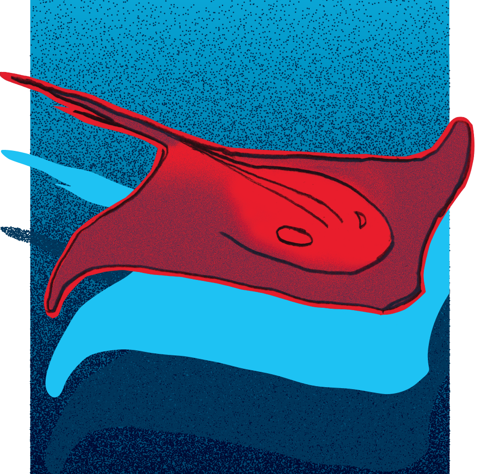Stingrays_NoType.png