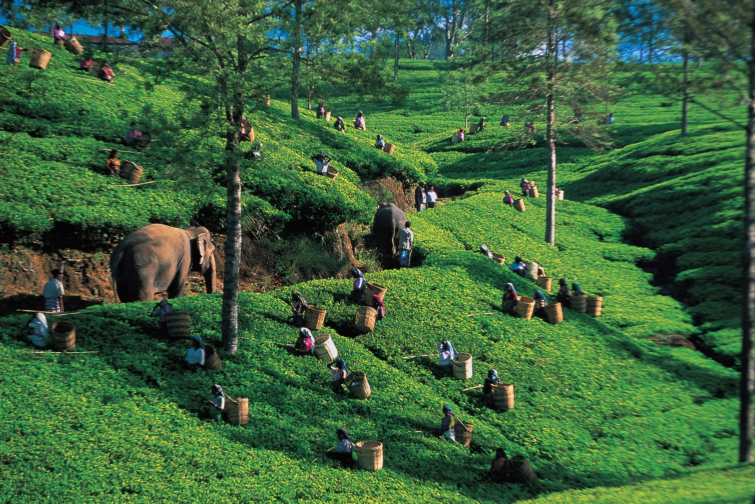 Sri lankai teaültetvény