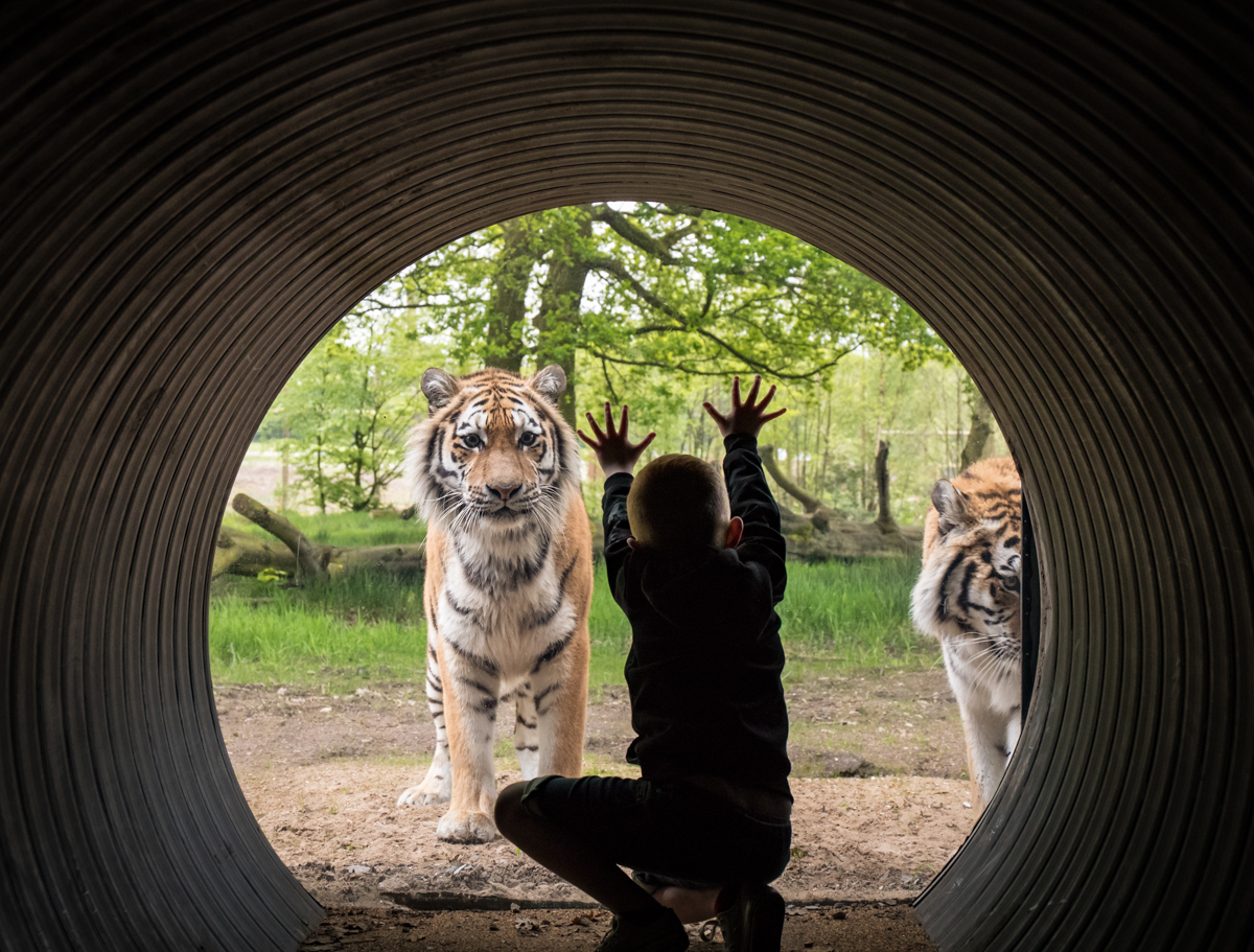 knowsley safari park tiger experience