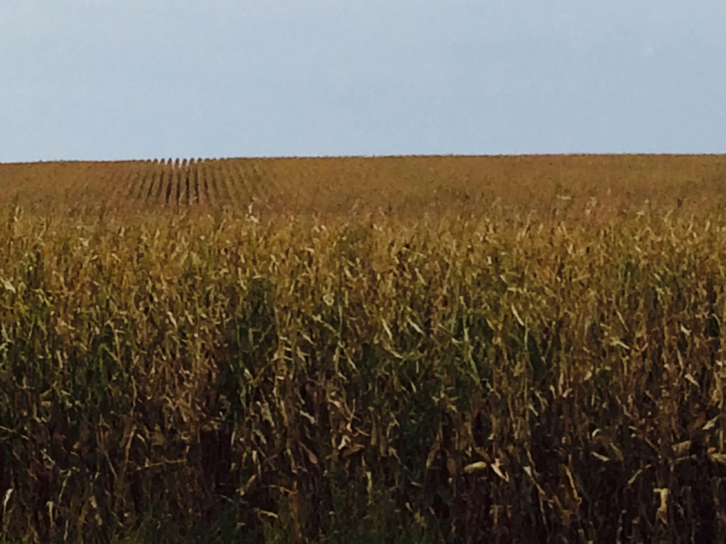 Living A Life of Contentment