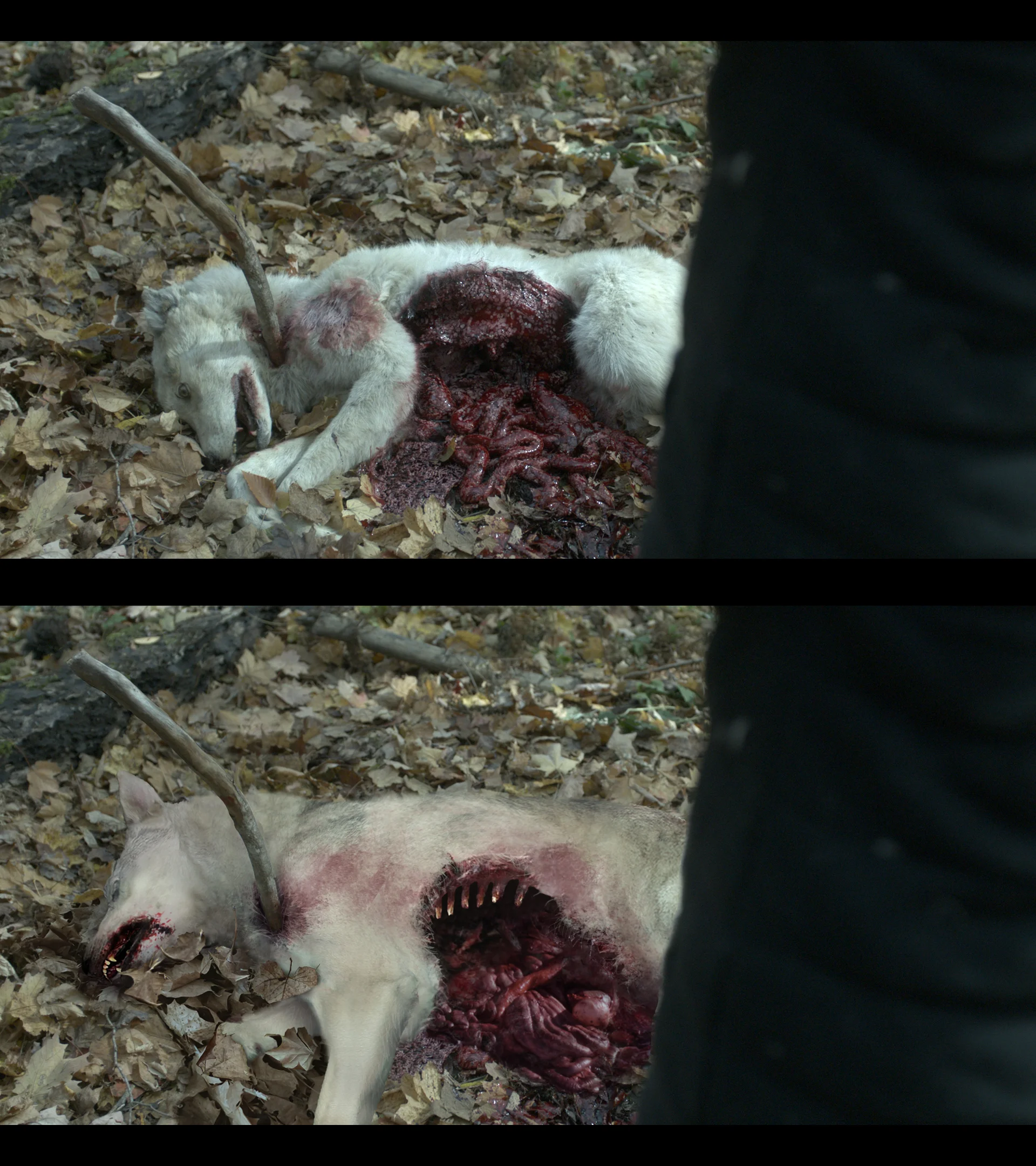ORB_mid_wolf_v001.jpg