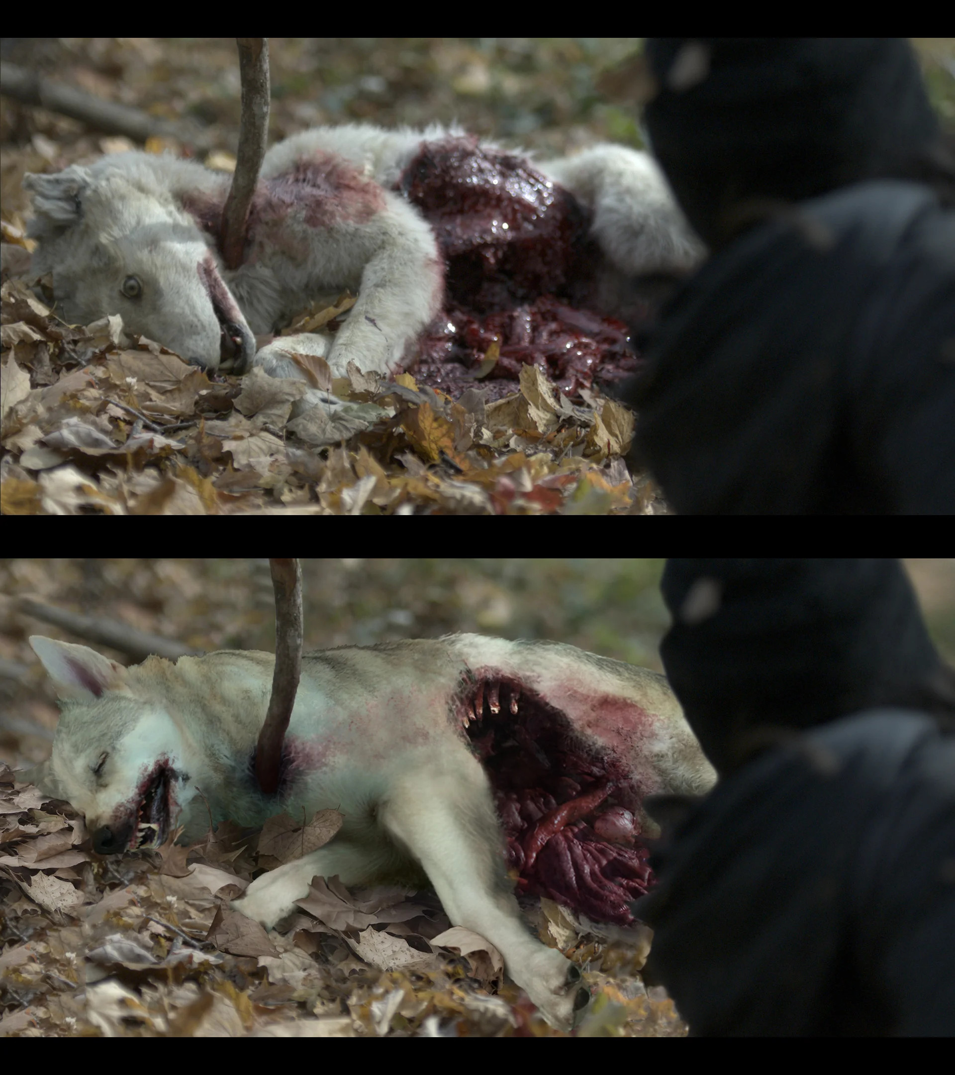 ORB_s_close_up_wolf_v001.jpg