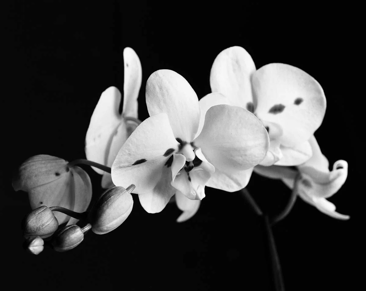 Flowers001-Edit.jpg