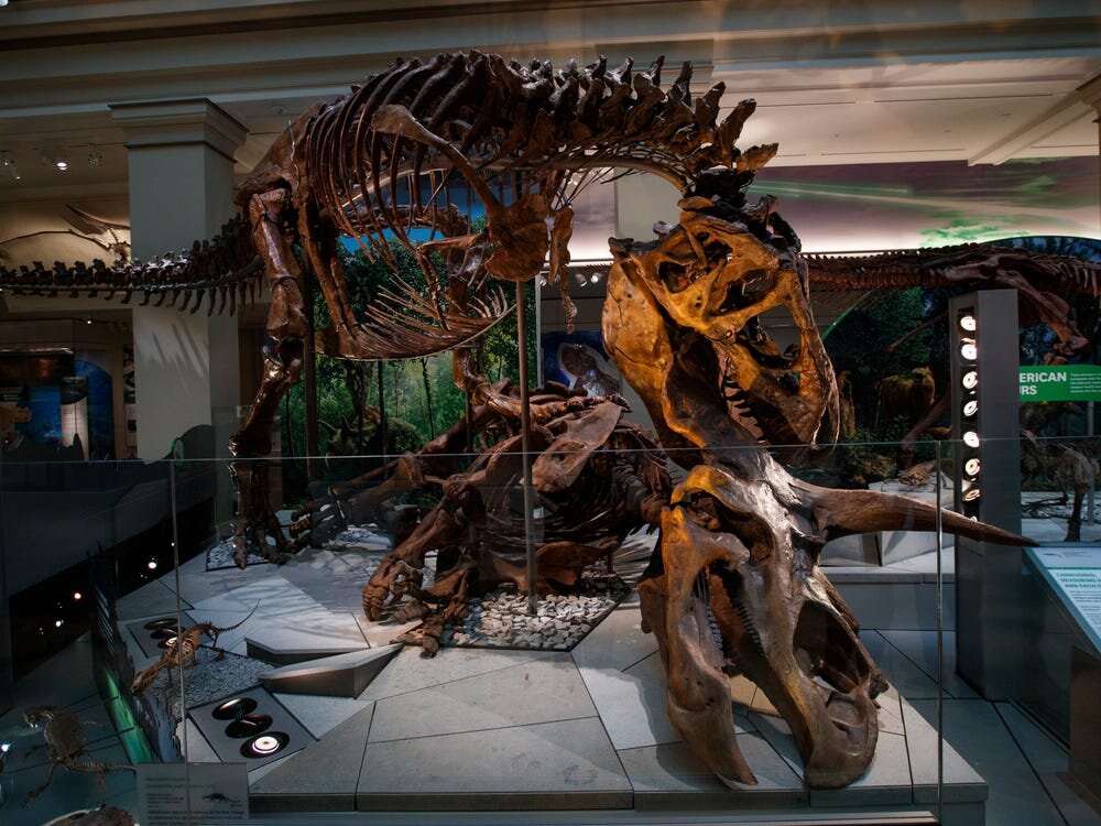 VIRTUAL TOUR: National Museum of Natural History in Washington, DC