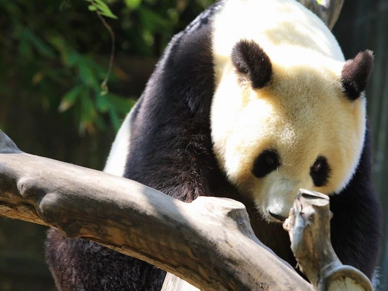 SAN DIEGO ZOO