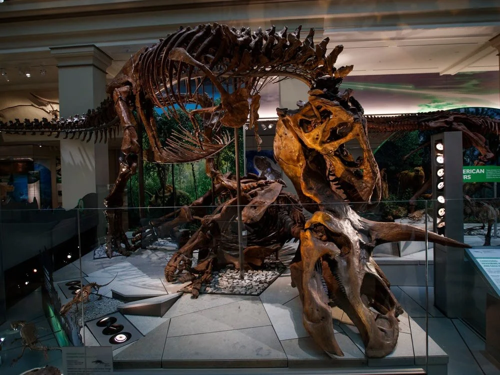 NATIONAL HISTORY MUSEUM