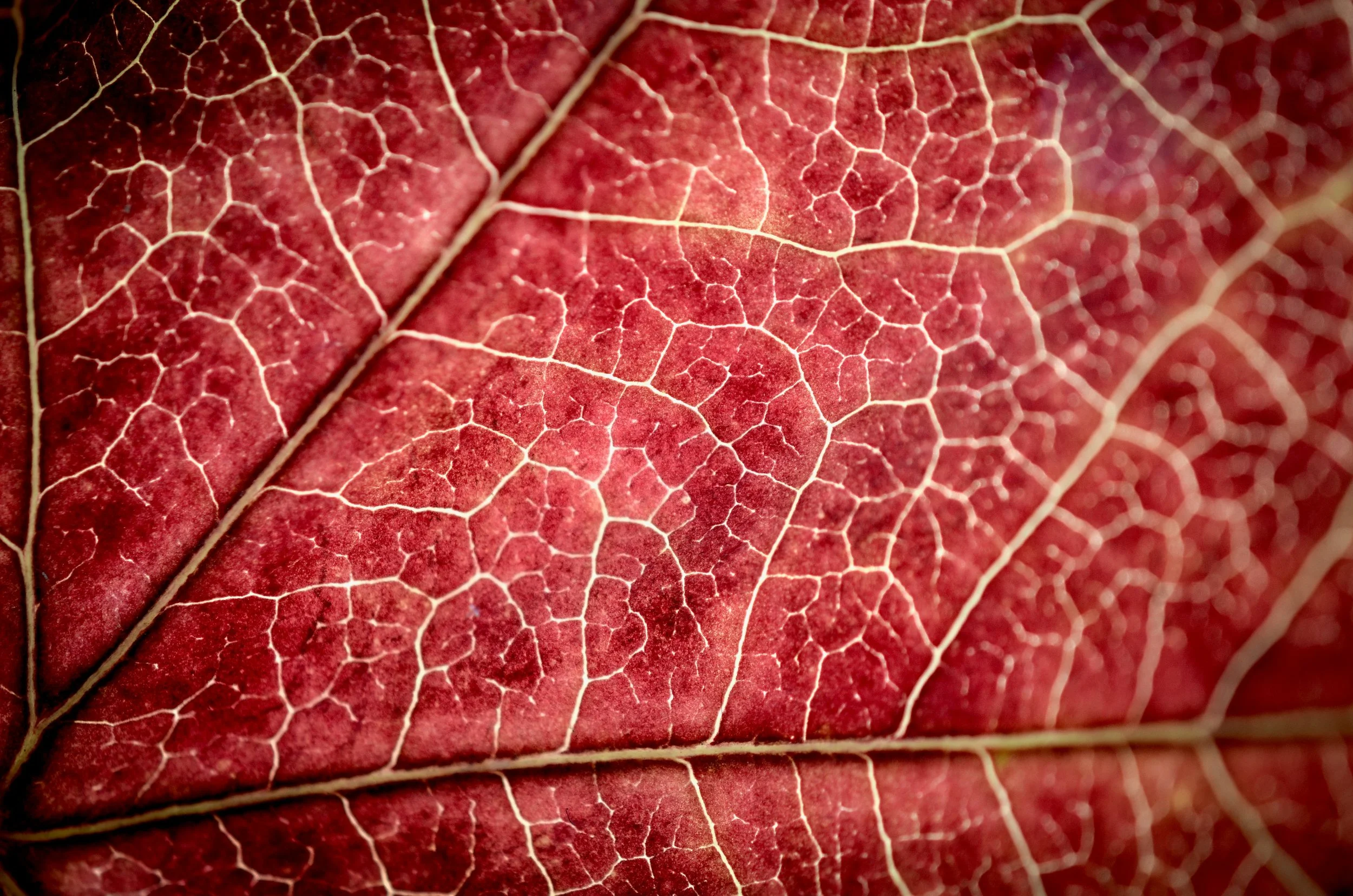 lukas-tennie-xX8MR0RerWs-unsplash.jpg