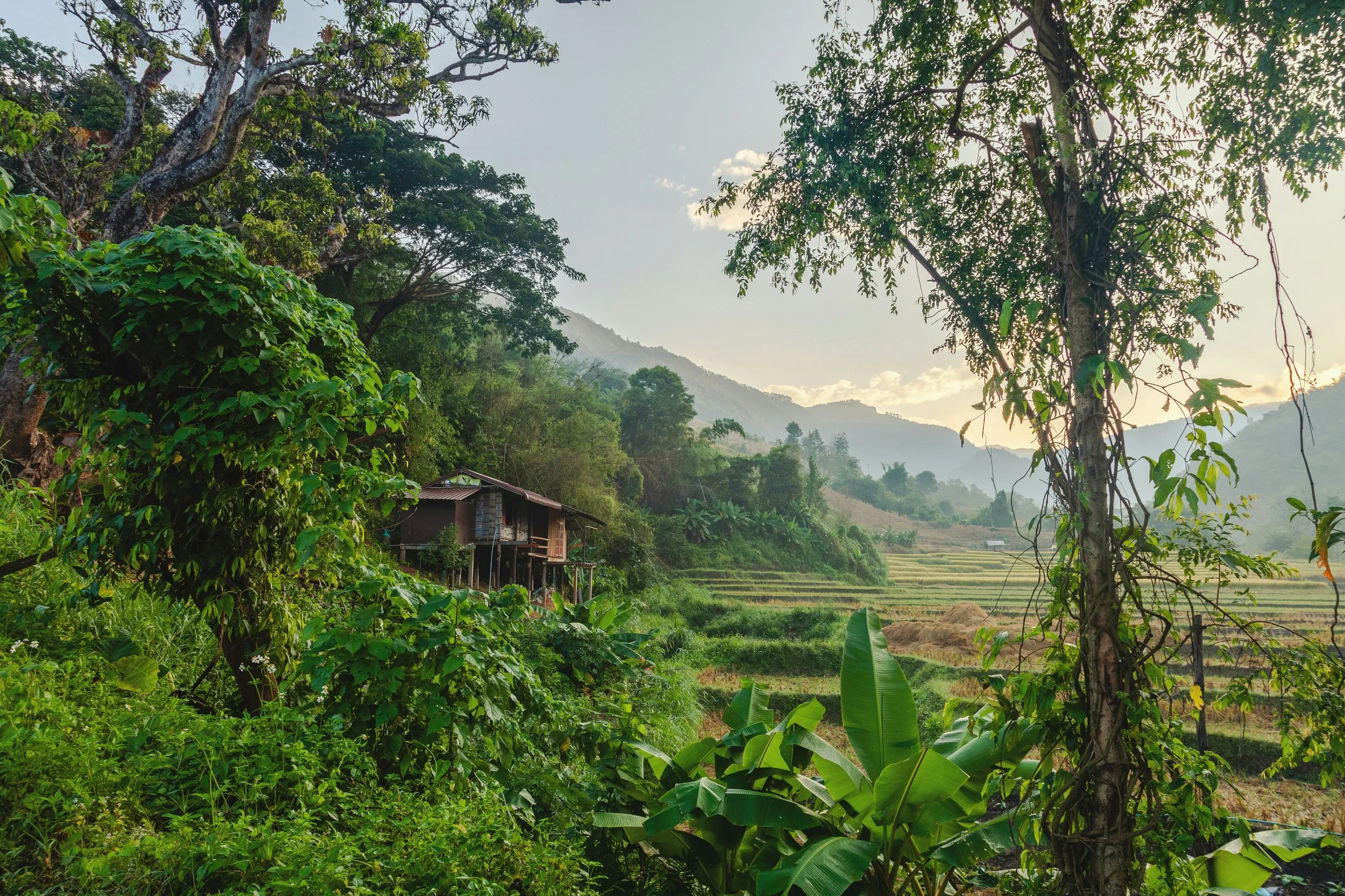 A cyclist riding past rice paddies in rural Thailand