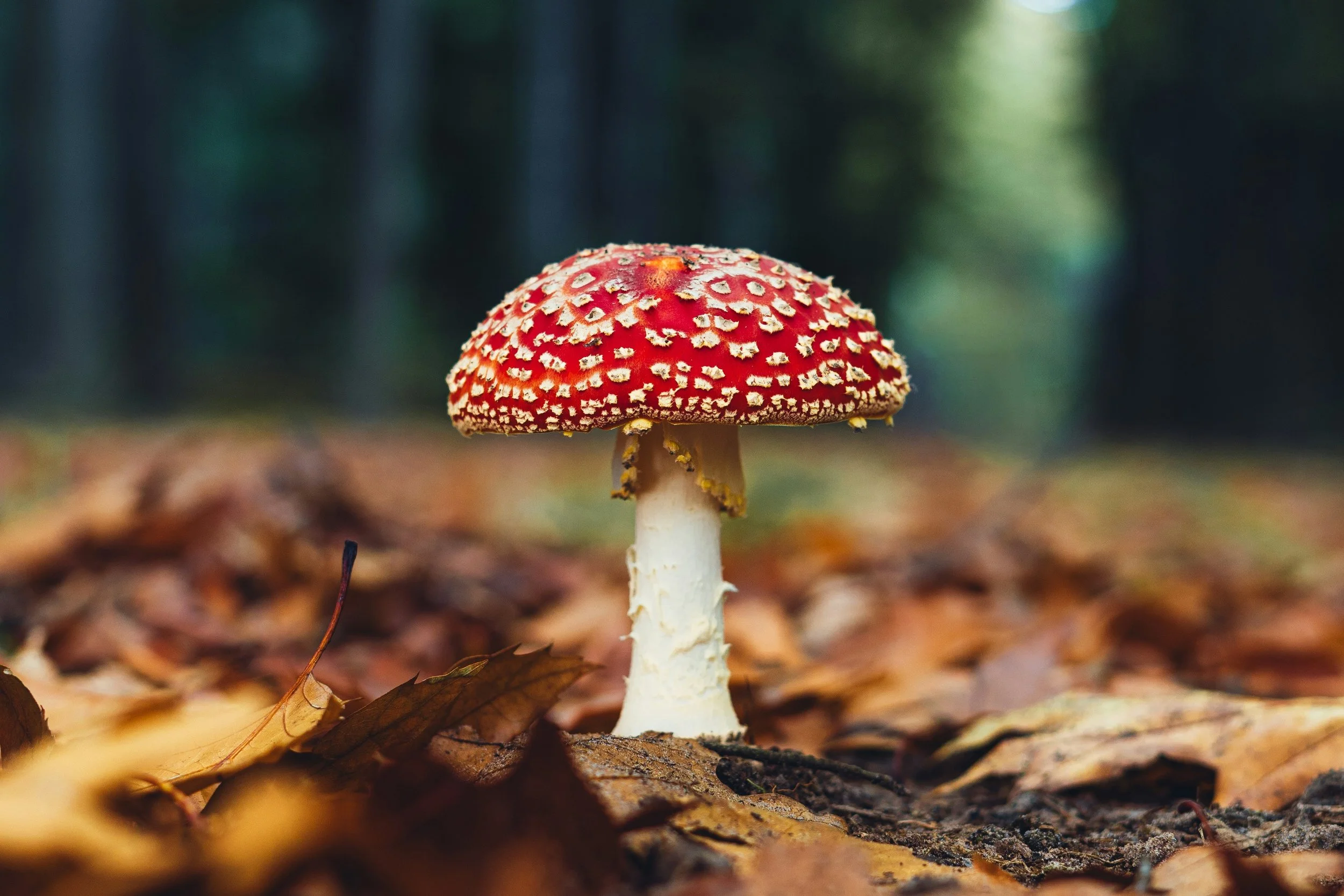 ingmar-xxemhVfraEw-unsplash.jpg