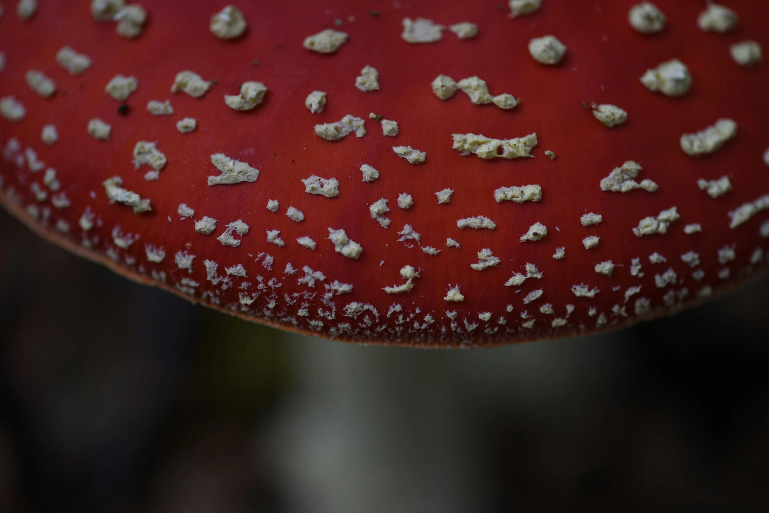 Alt text: Close-up of a bright red Amanita muscaria cap dotted with white flecks