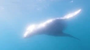 POLAR LATITUDES ANTHEM