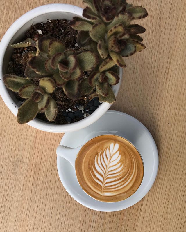 Capps and cacti a perfect combo, just like our coffee with almond, oat, soy, or whole milk.