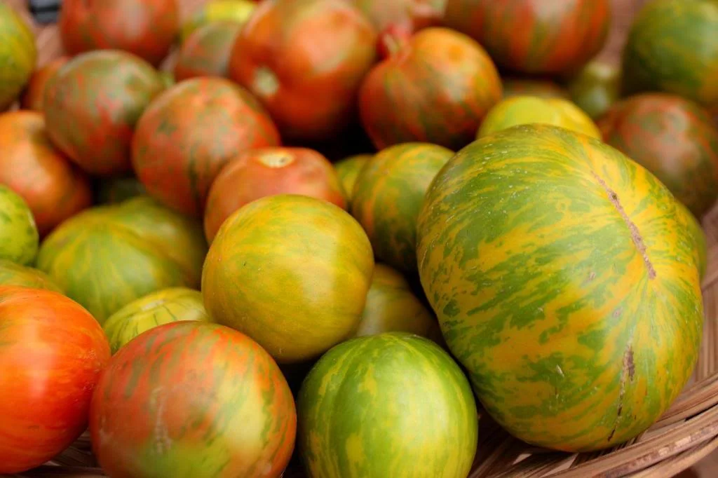 Zebra Tomatoes This Week's Market Report "Good Buy" — Produce Alliance