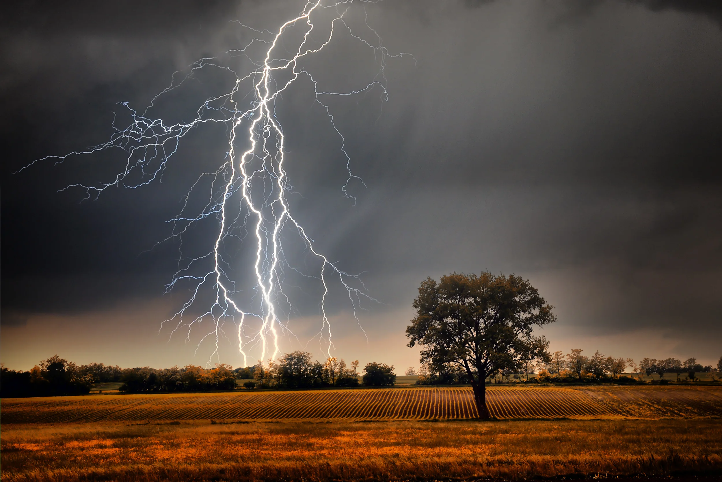 LightningTree.jpg