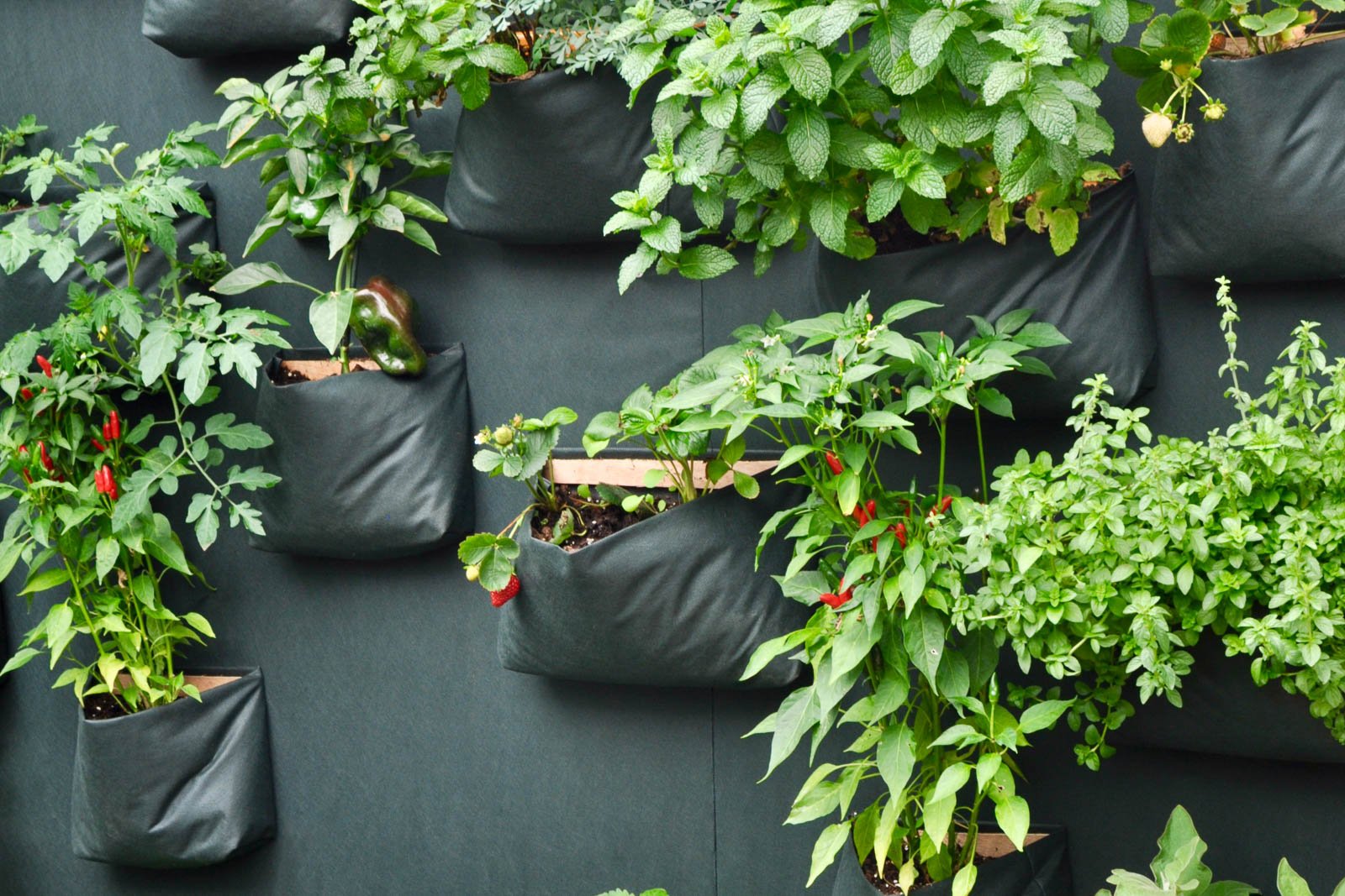 Detail of vertical wall aromatic plants garden for restaurant