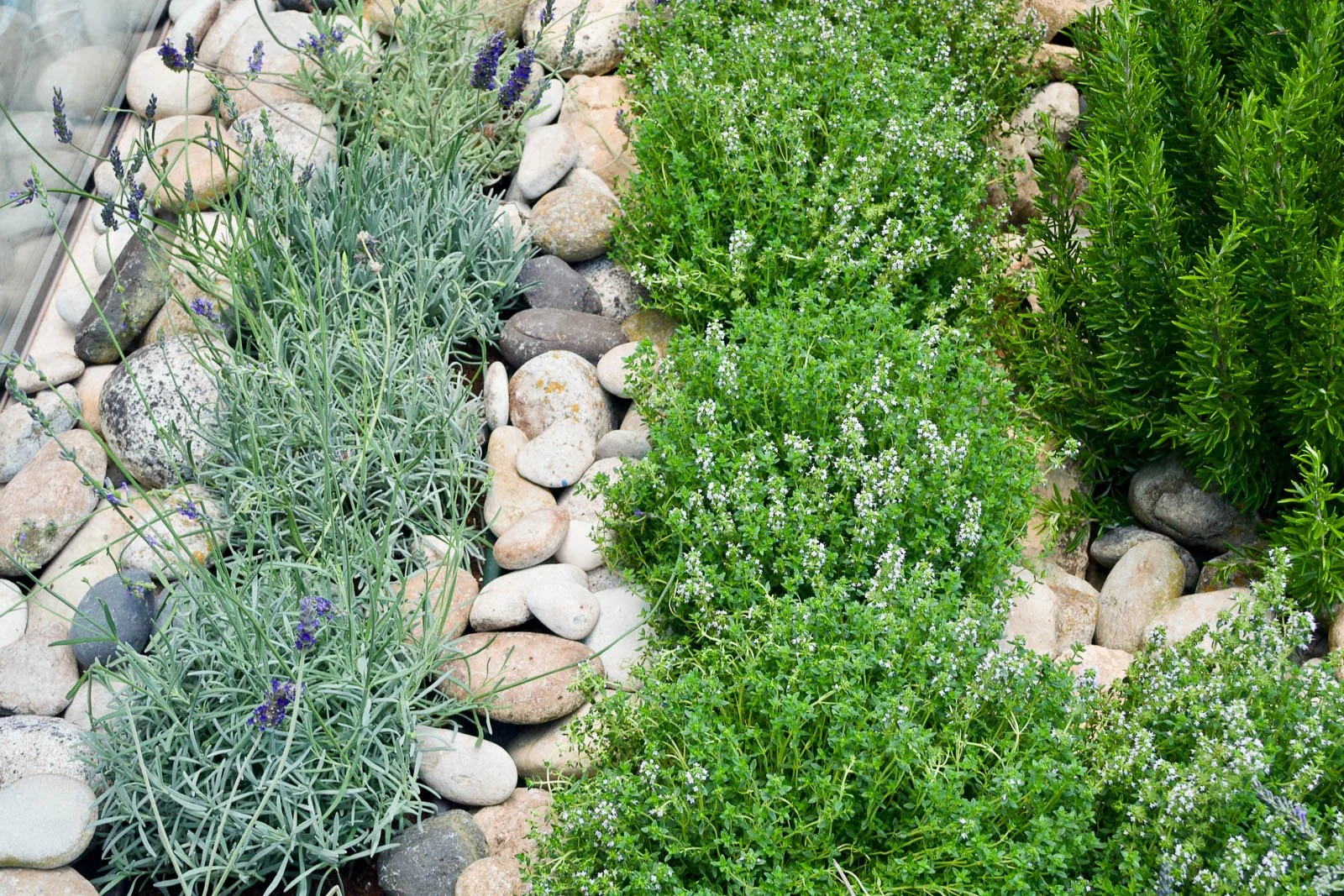 Detail of aromatic plants garden lined with pebbles for restaurant