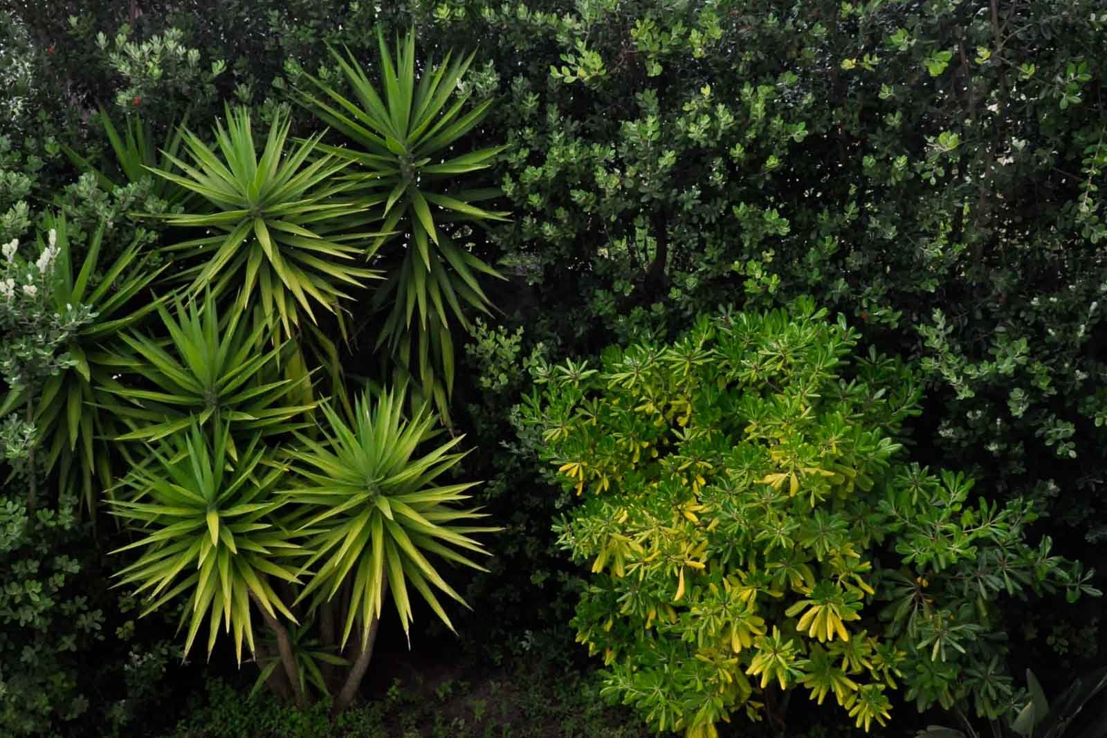 Layered evergreen garden detail with a diverse, balanced selection of plants