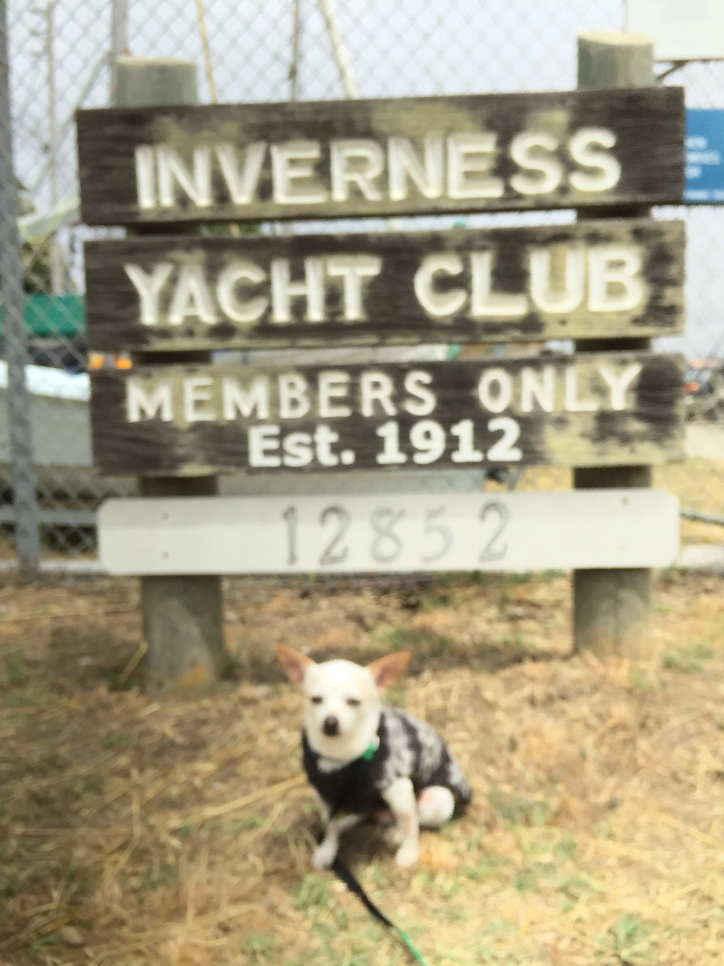 LITTLE WHITE DOG