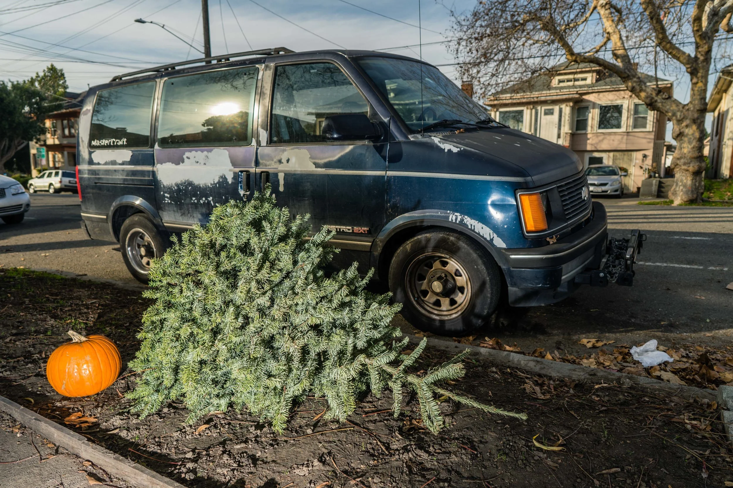 20190104_xmas_trees_jt_033.jpg