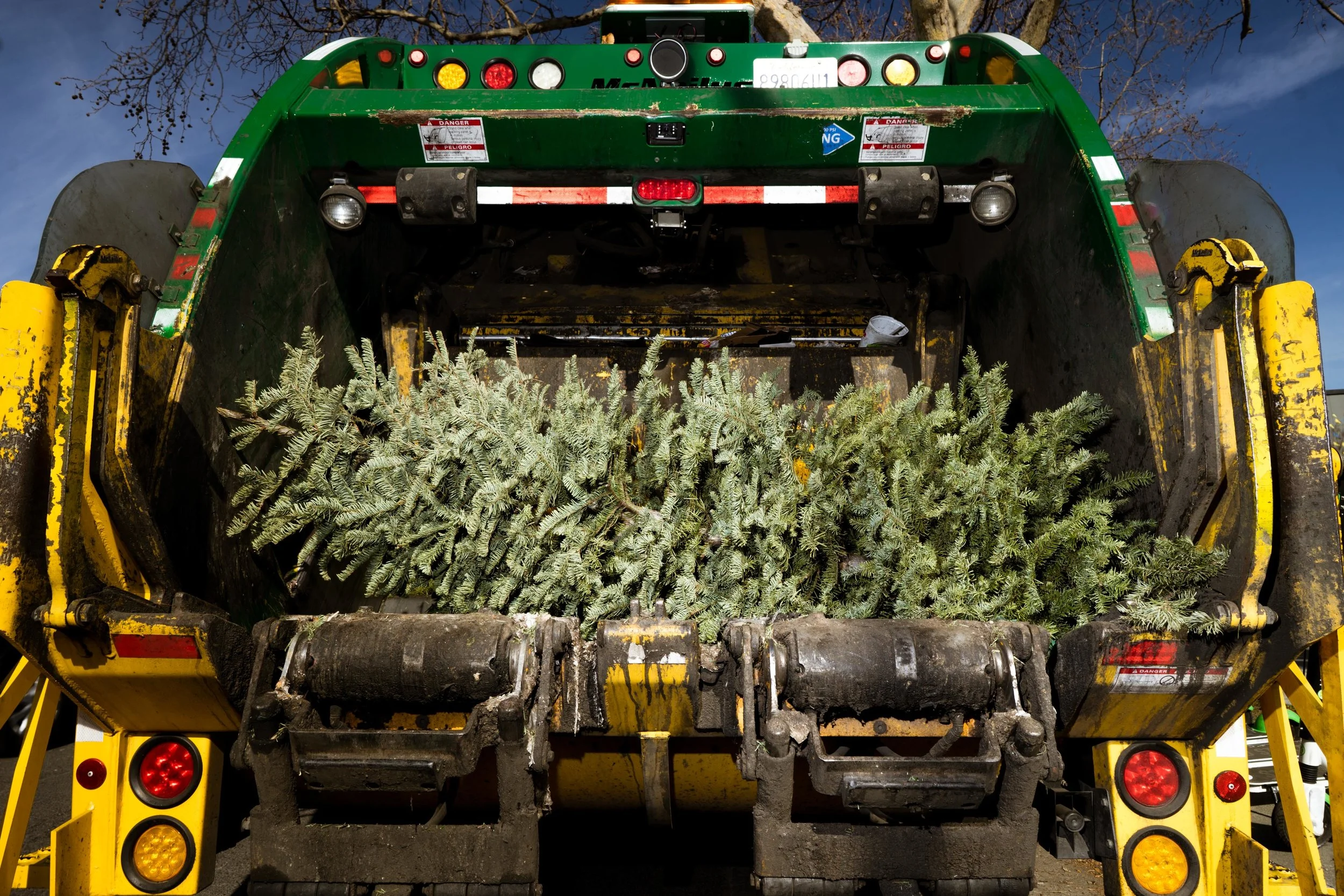 20190104_xmas_trees_jt_008.jpg