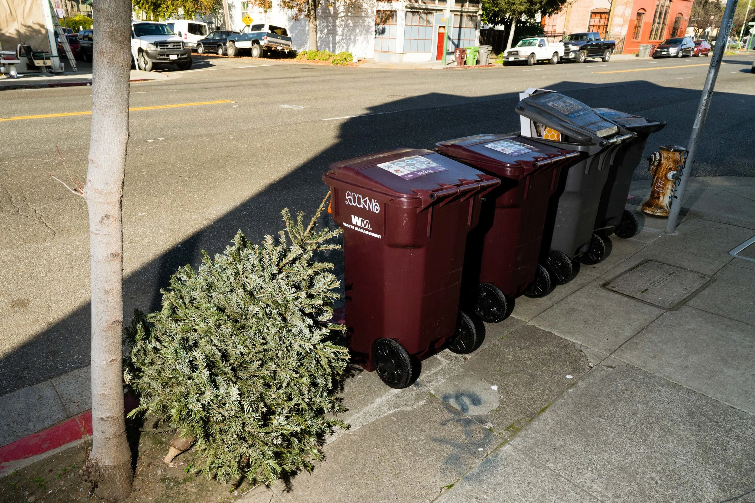 20190103_xmas_trees_jt_340.jpg