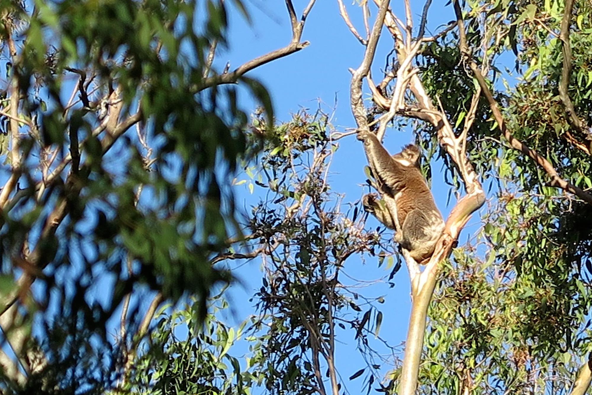 bombah-point-koala.jpg