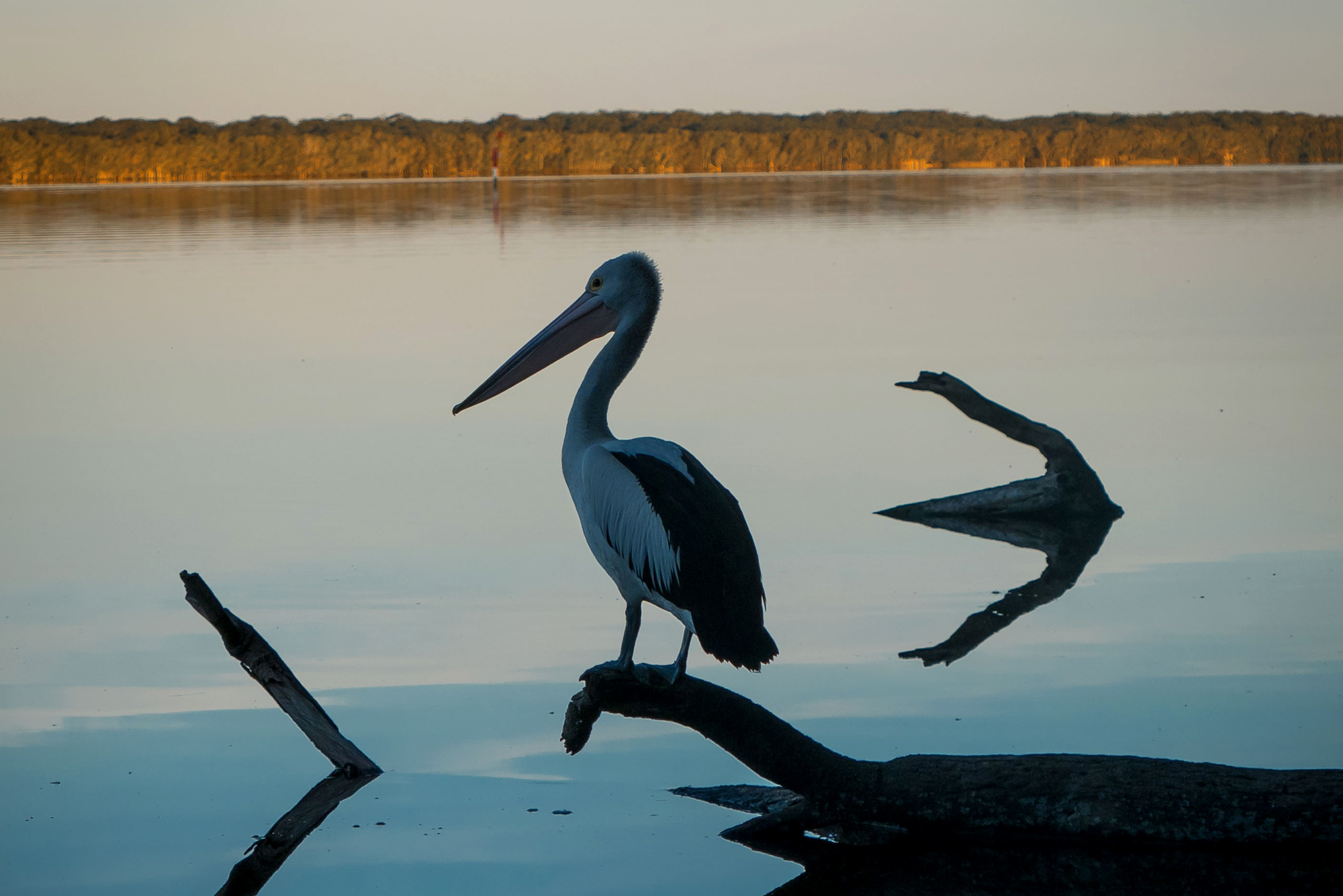 bombah-point-pelican.jpg