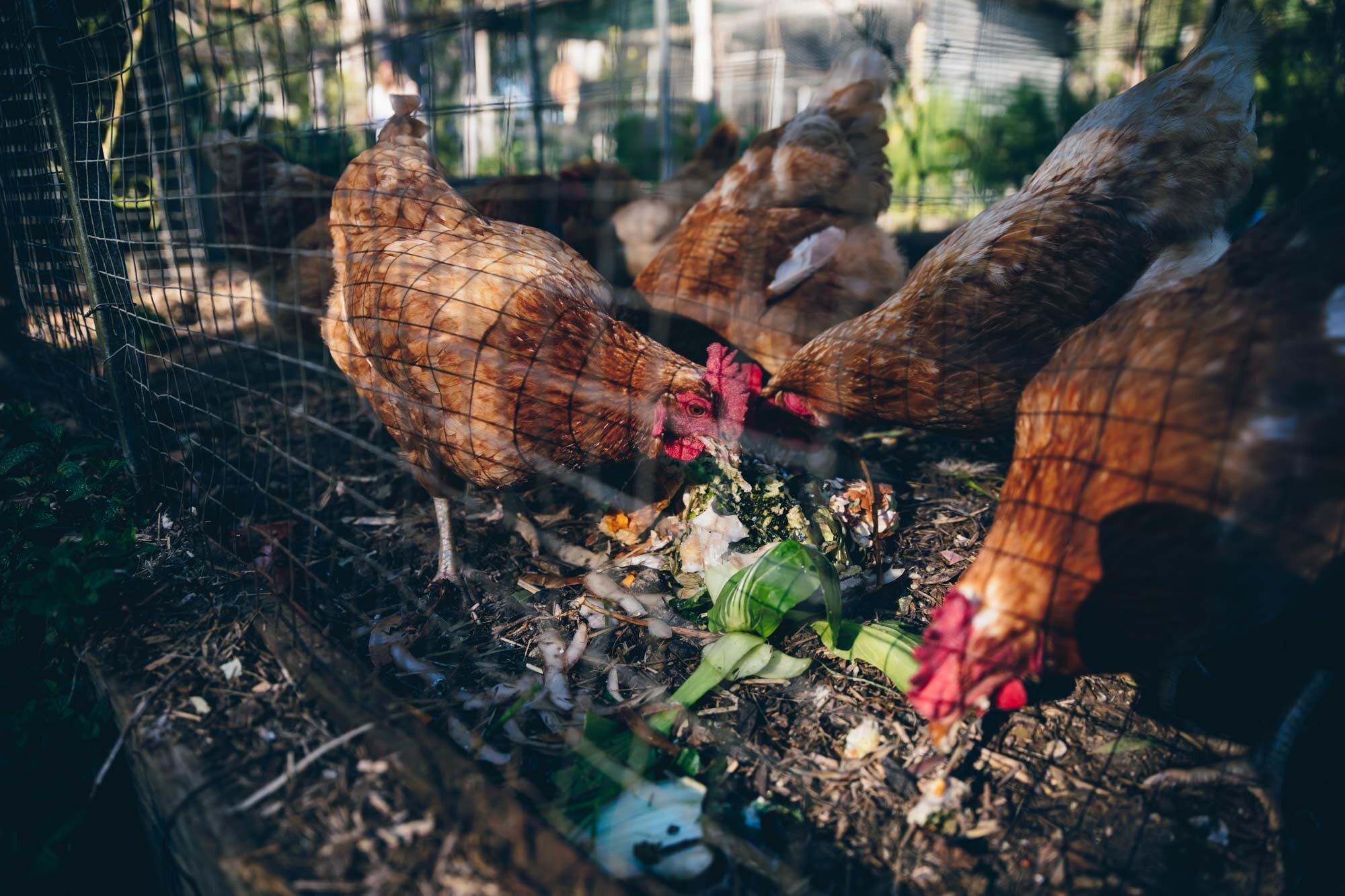 bombah-point-eco-cottage-chickens.jpg