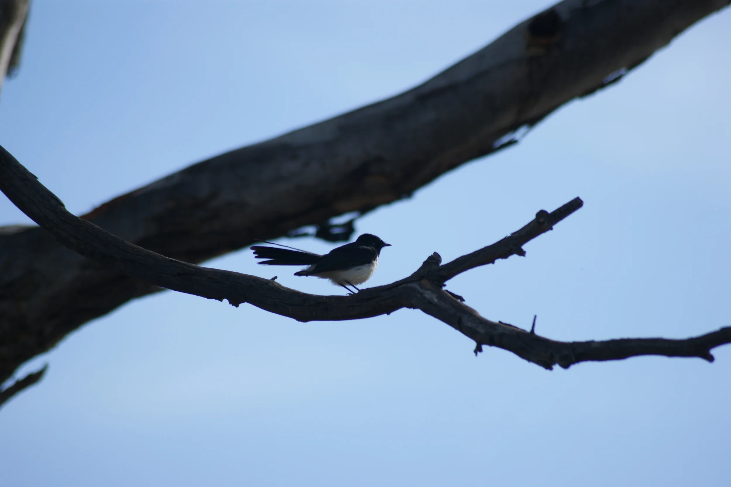 Setting up the survey