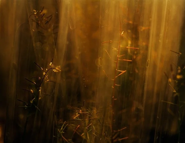 Arabidopsis thaliana, no. 32 , from Model Systems