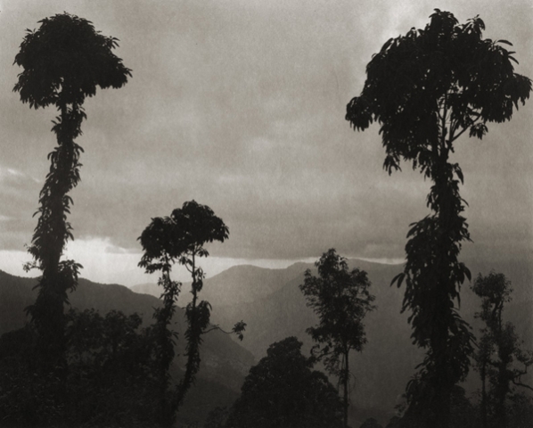 ©Regina DeLuise, Jungle Trees