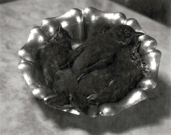 14.Sparrows in Silver Bowl.jpg