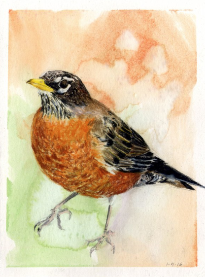 American Robin, January 4, 2016, from Kingdom Animalia