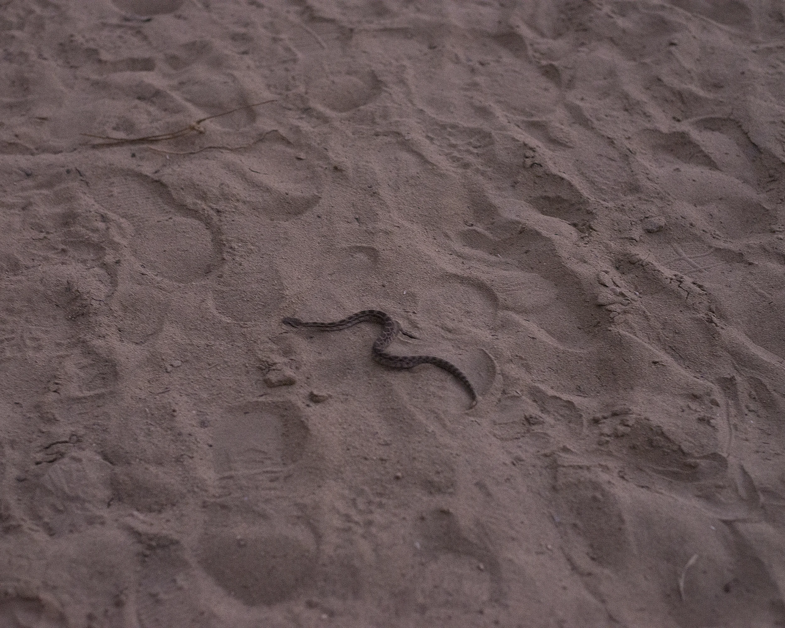 Baby Rattlesnake on Cruising Trail, Blacks Beach, San Diego From the series Goat Trails Stephen Milner