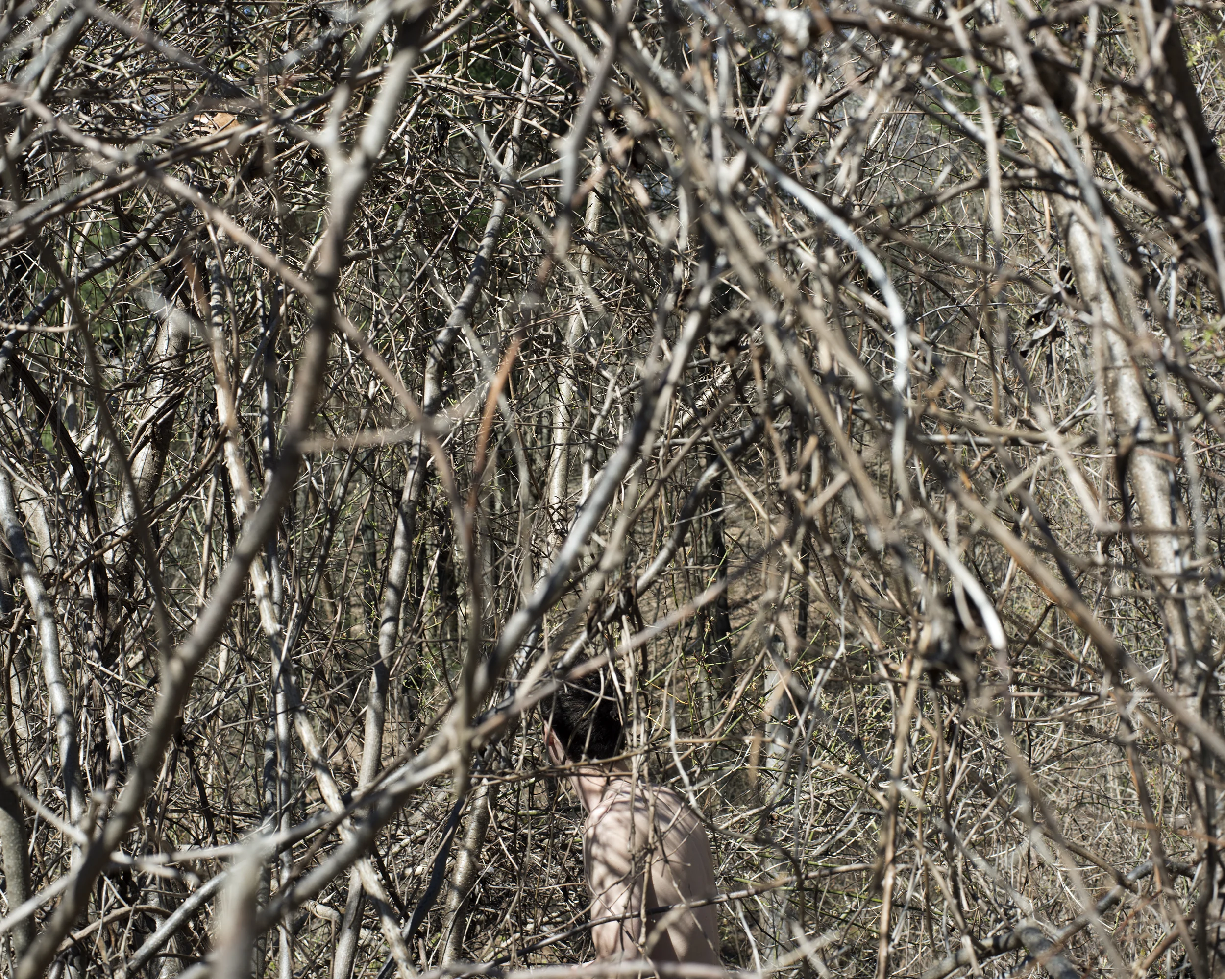 Twigs.jpg