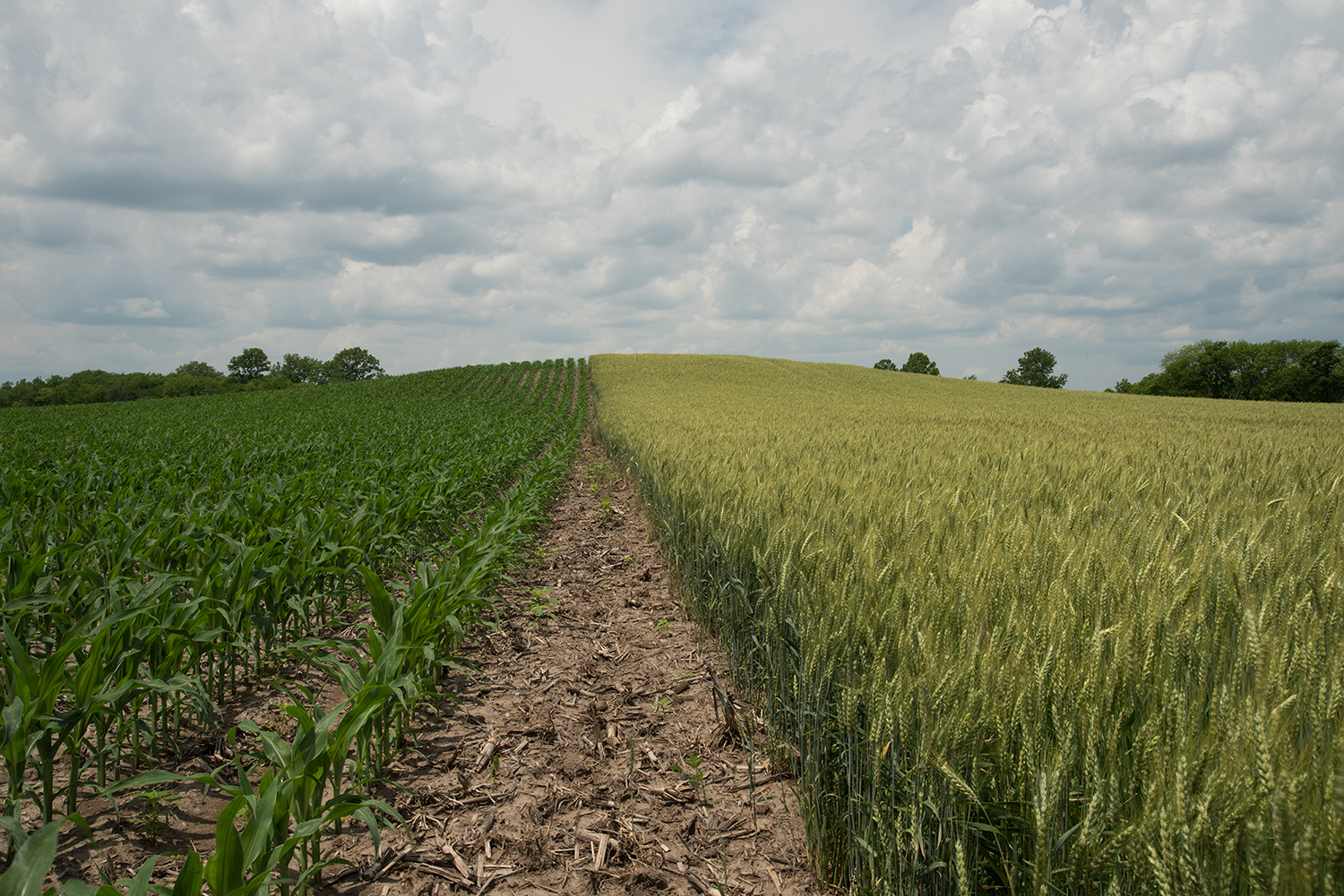 Mound.8610.jpg