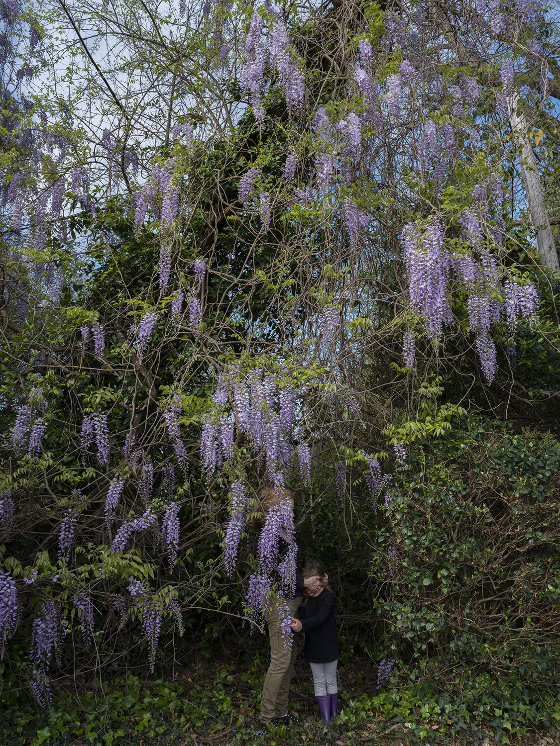   In the Vines  