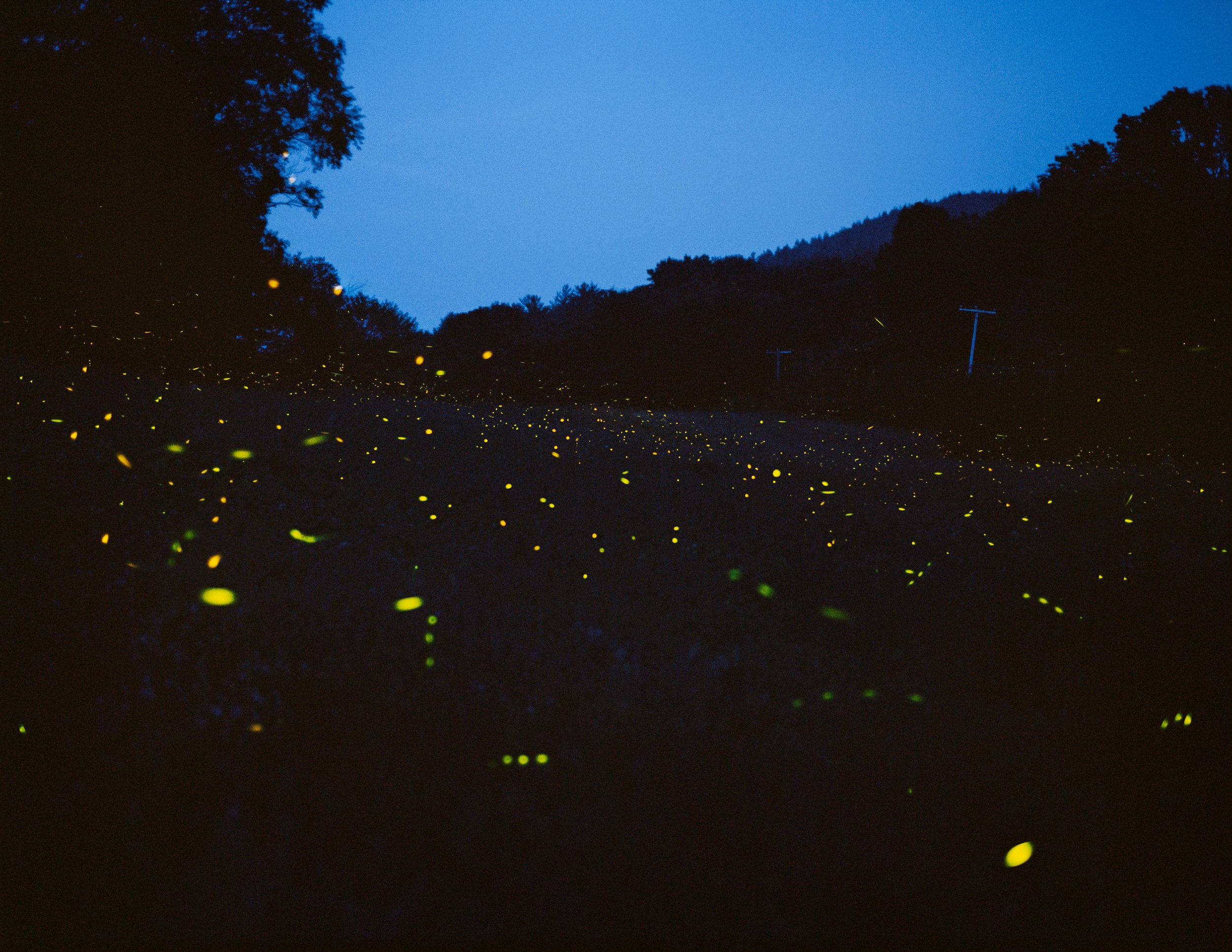   Fireflies, Pioneer Valley, Massachusetts, 2013  