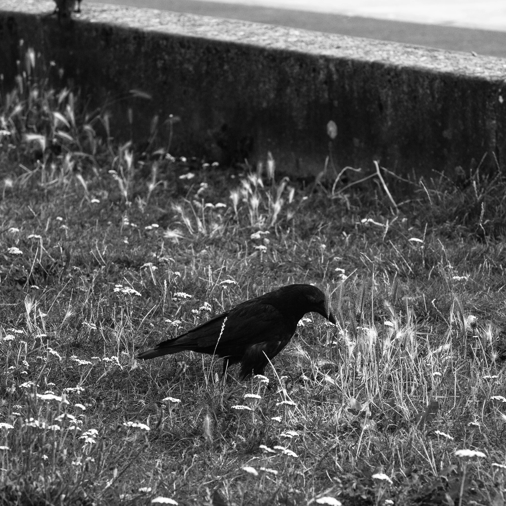 -London I.- / Le corbeau blanc.