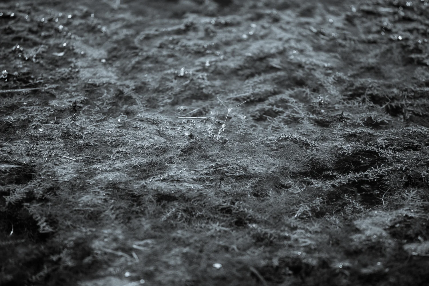 Sulla Luna. / Fly me to the moon.