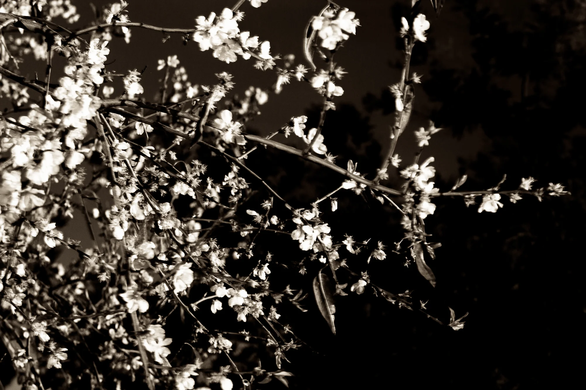 Give me some flowers.