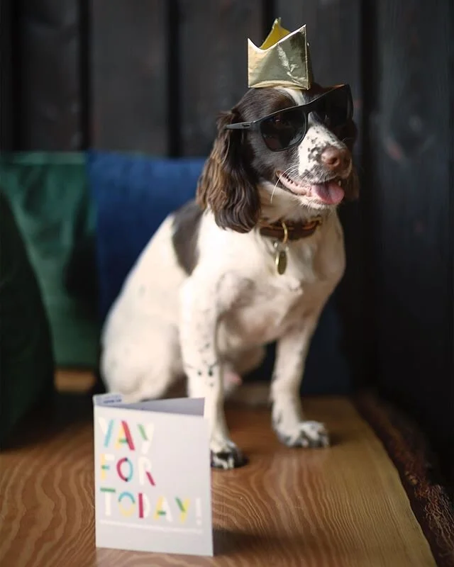 Hype loves a birthday party! Thanks for all the birthday love everyone 🎂#31
@brodie_coco dresses Hype for his photoshoot&rsquo;s!