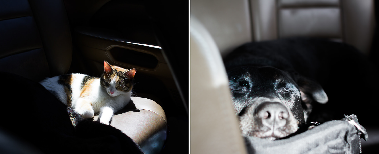These two might as well have been pieces of luggage. They slept nearly all day of every 9 days in the car. 