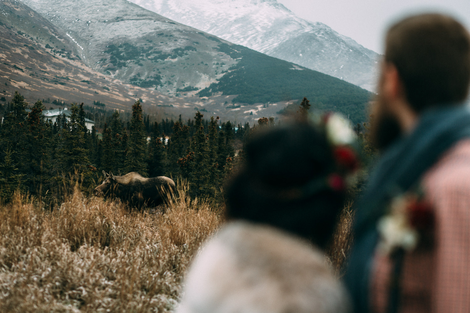 Moose photobombing wedding photo in Alaska