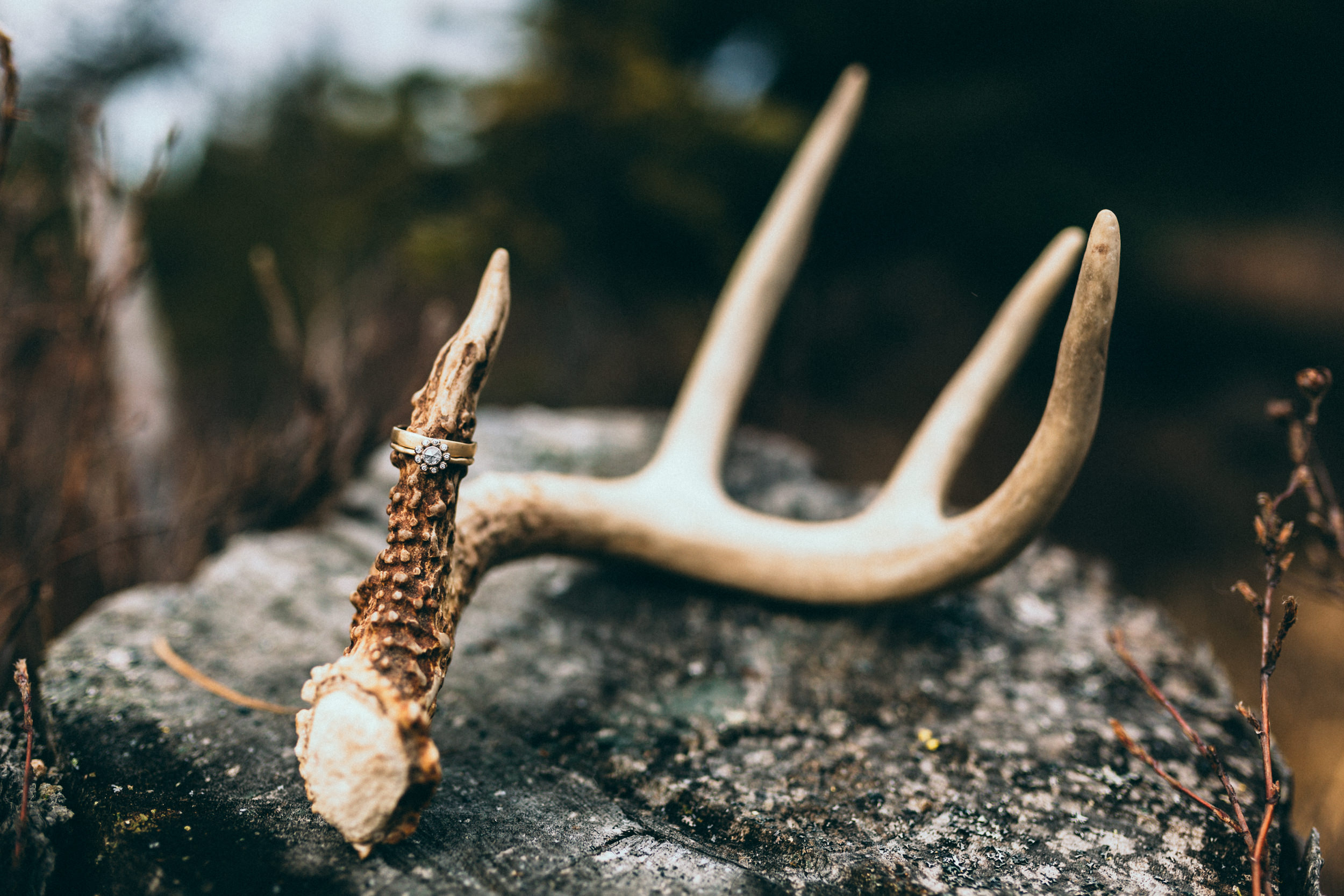 wedding rings on antler