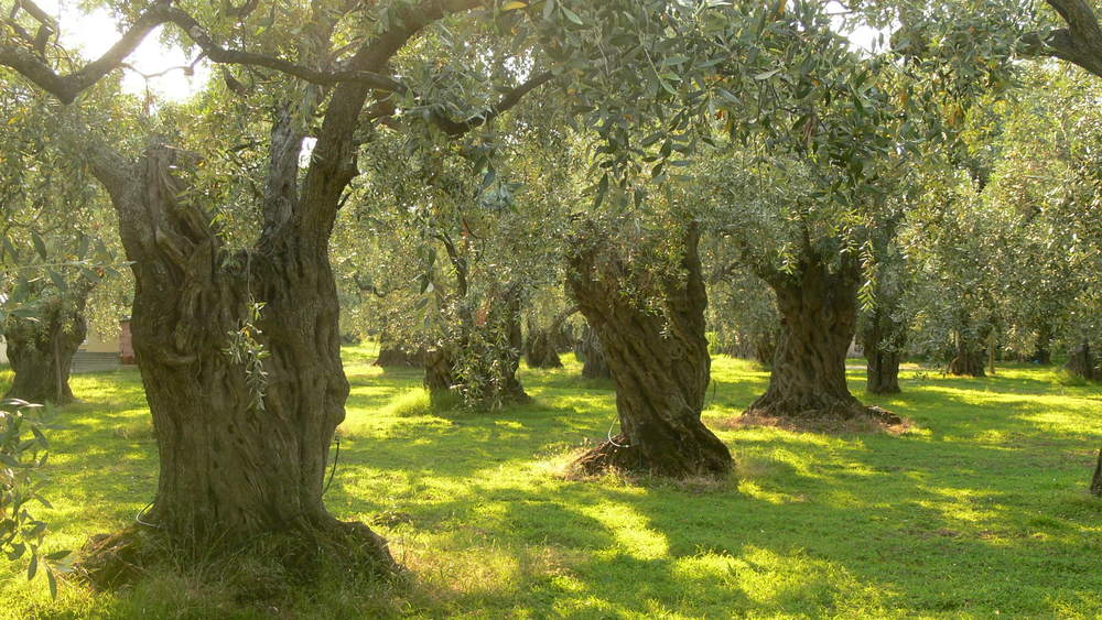 Olive Trees, Spain